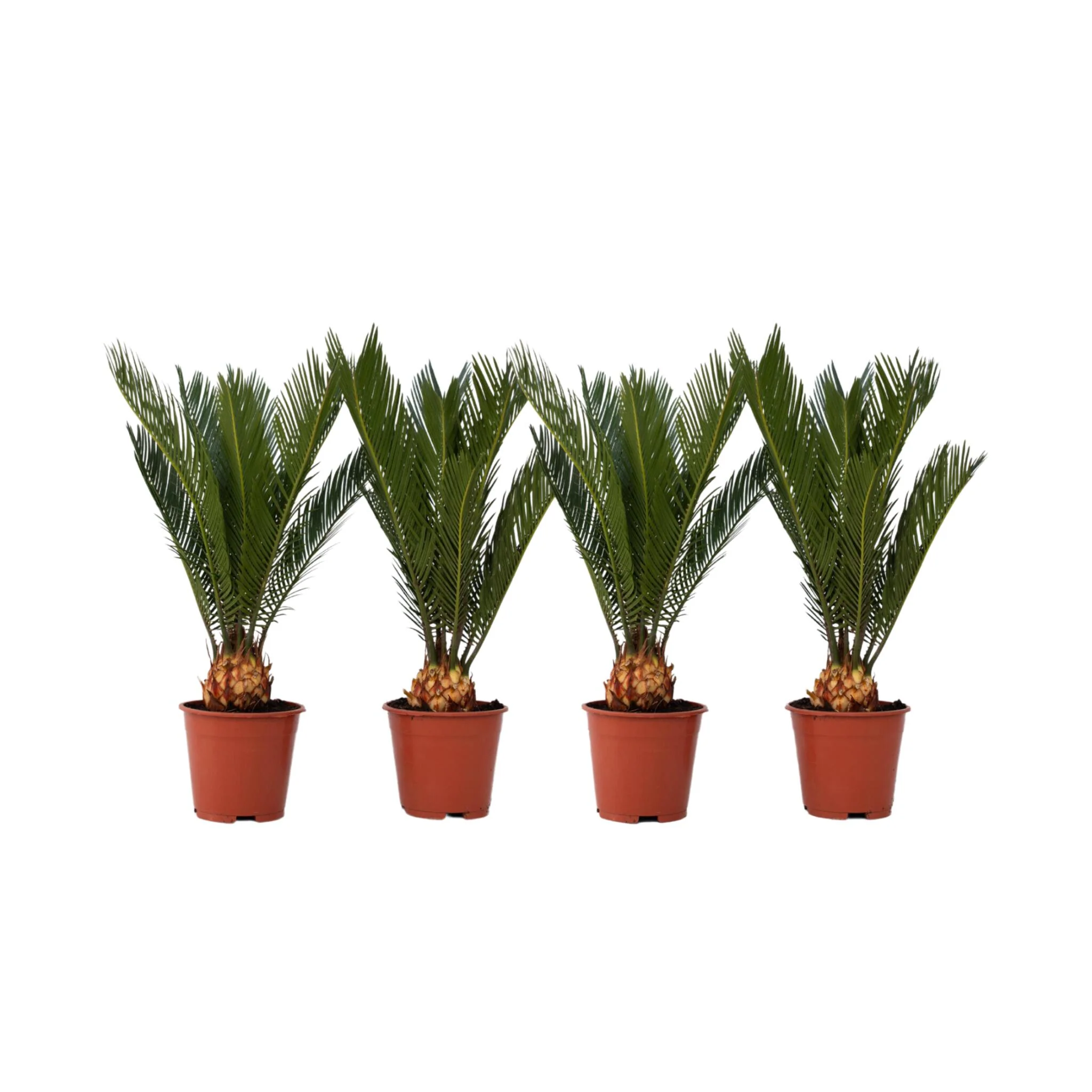 Palma De Sagú - 4 Pzs - Cycas Revoluta - Altura 45-60cm - ⌀15cm