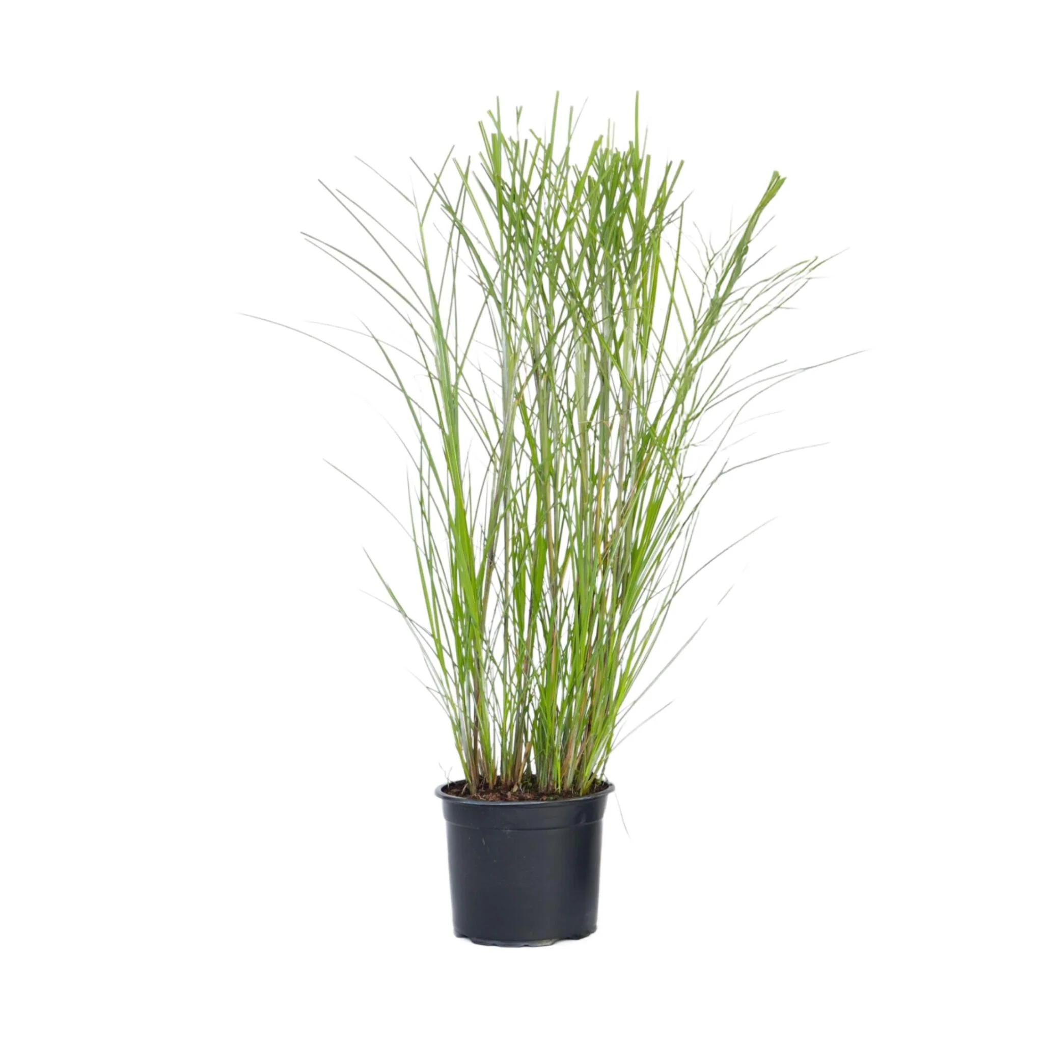 Pasto Plateado Chino - Miscanthus 'gracillimus' - Altura 40-60cm - ⌀23cm