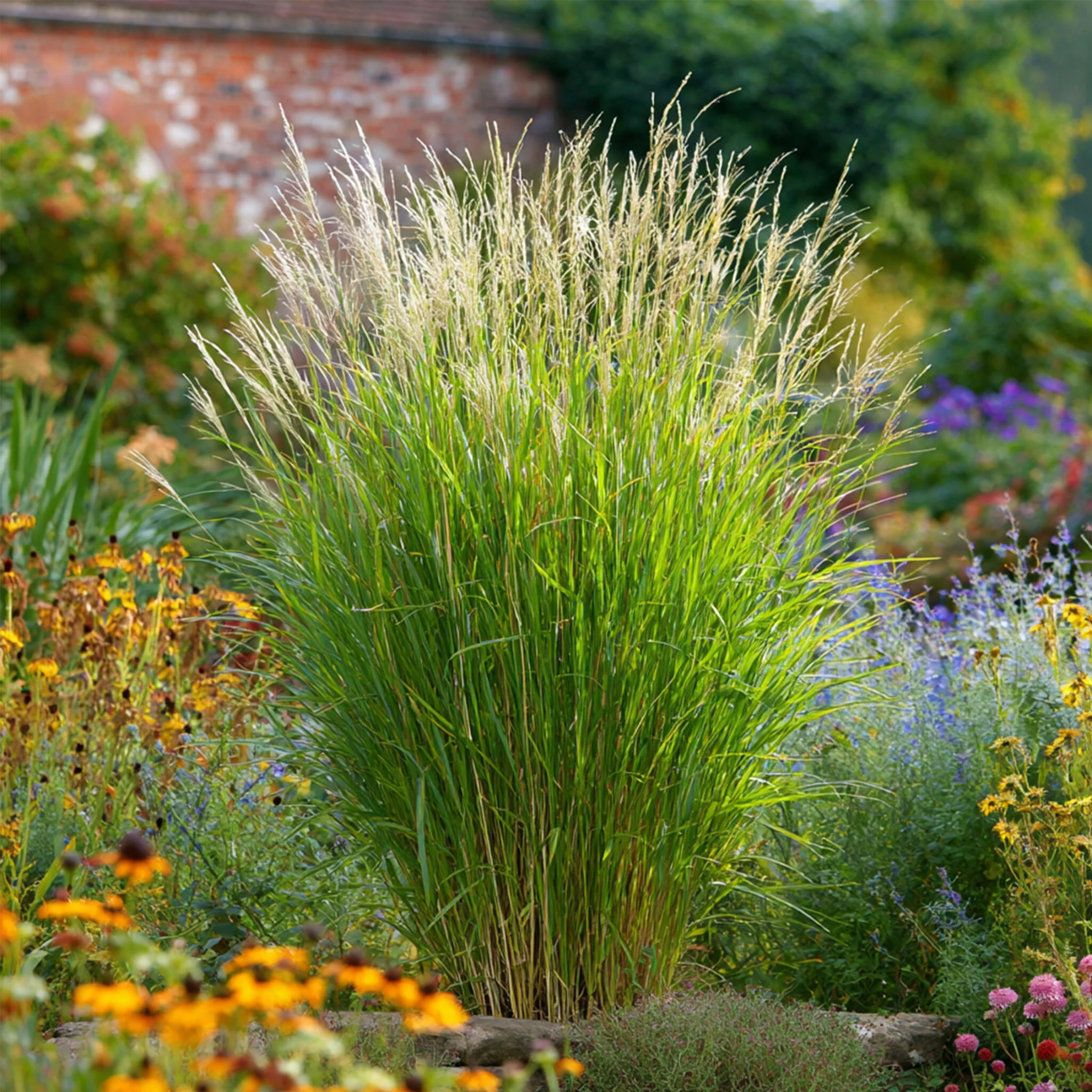 Pasto Plateado Chino - Miscanthus 'gracillimus' - Altura 40-60cm - ⌀23cm - Imagen 2