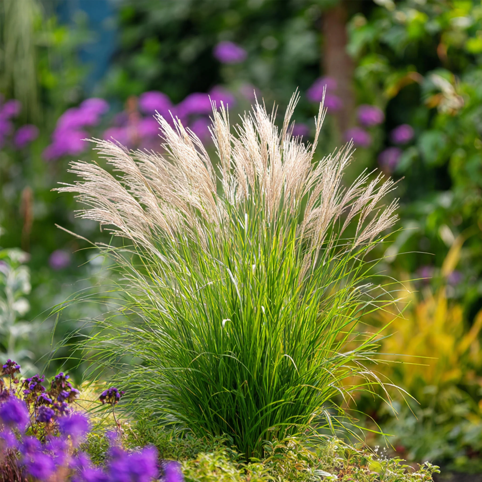 Pasto Plateado Chino - Miscanthus 'gracillimus' - Altura 40-60cm - ⌀23cm - Imagen 5