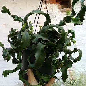 Planta Colgante Ephyphillum Guatemalensis Monstruosa Ø17