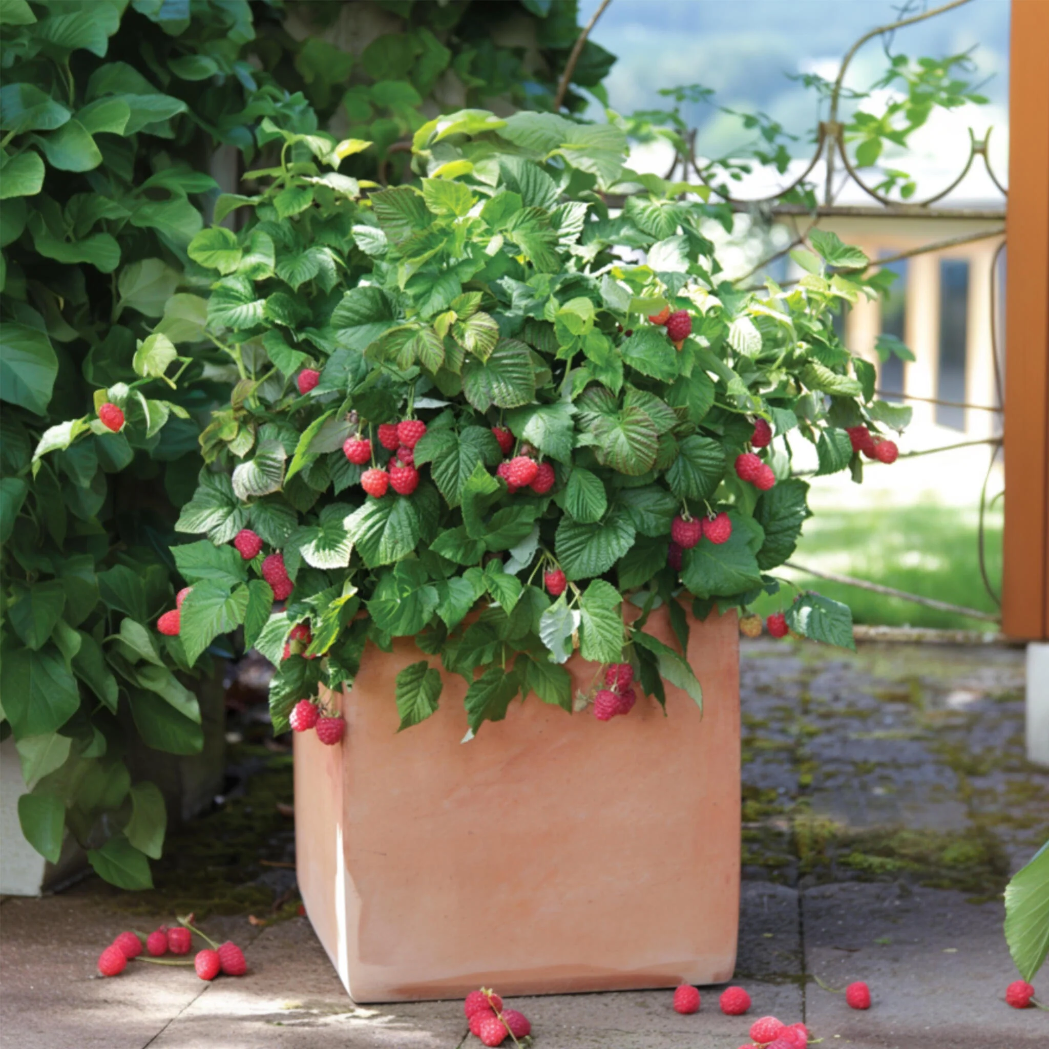 Planta De Frambuesa - 3 Pzs - Rubus Ideaus 'autumn Bliss' - A25-40cm - ⌀9cm - Imagen 2
