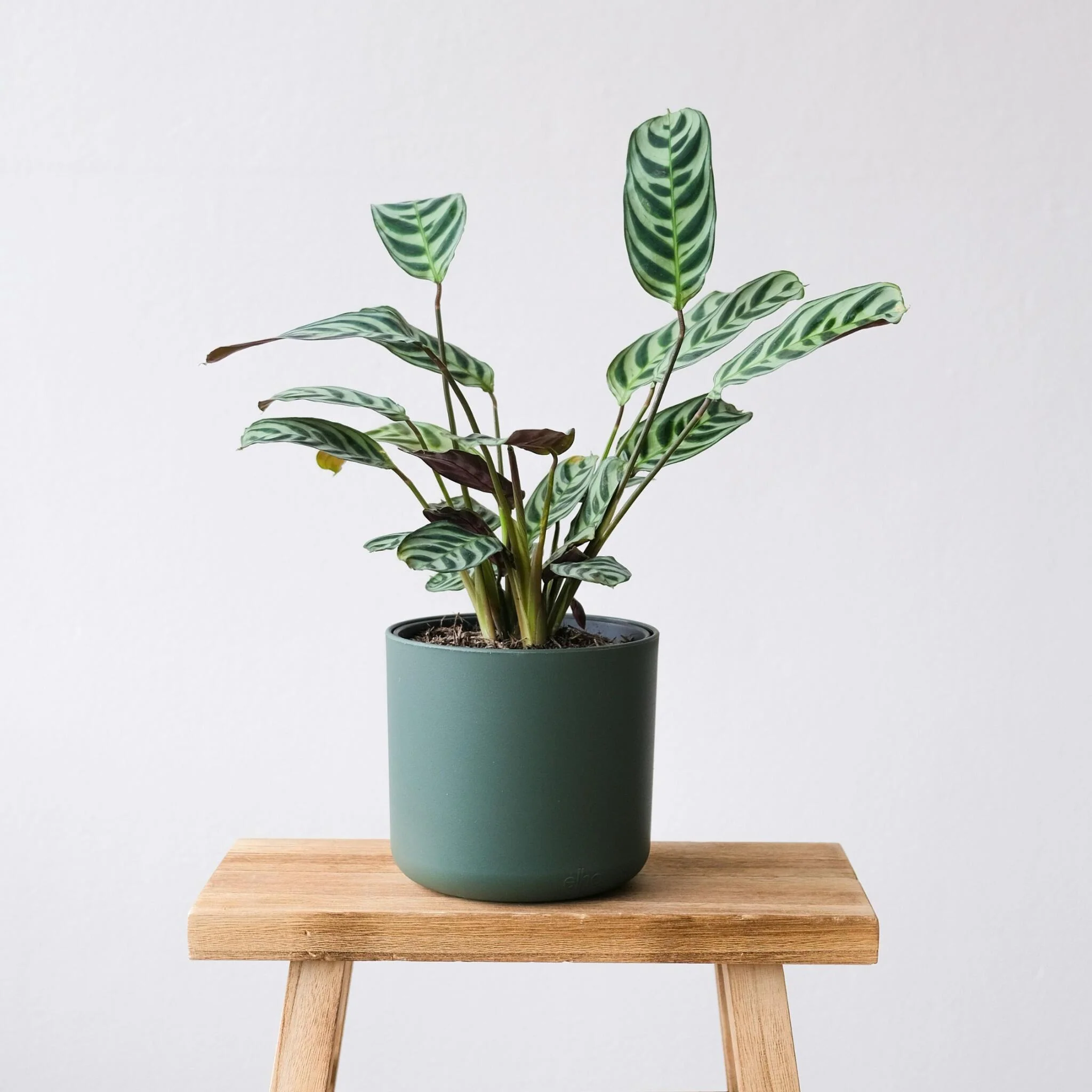 Planta De Oración - 2 Pzs - Ctenanthe 'burle-marxii' - Altura 25-40cm - ⌀12cm - Imagen 2