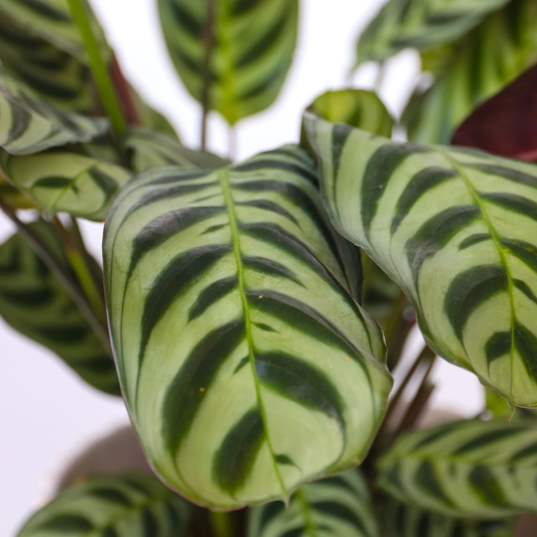 Planta De Oración - 2 Pzs - Ctenanthe 'burle-marxii' - Altura 25-40cm - ⌀12cm - Imagen 4