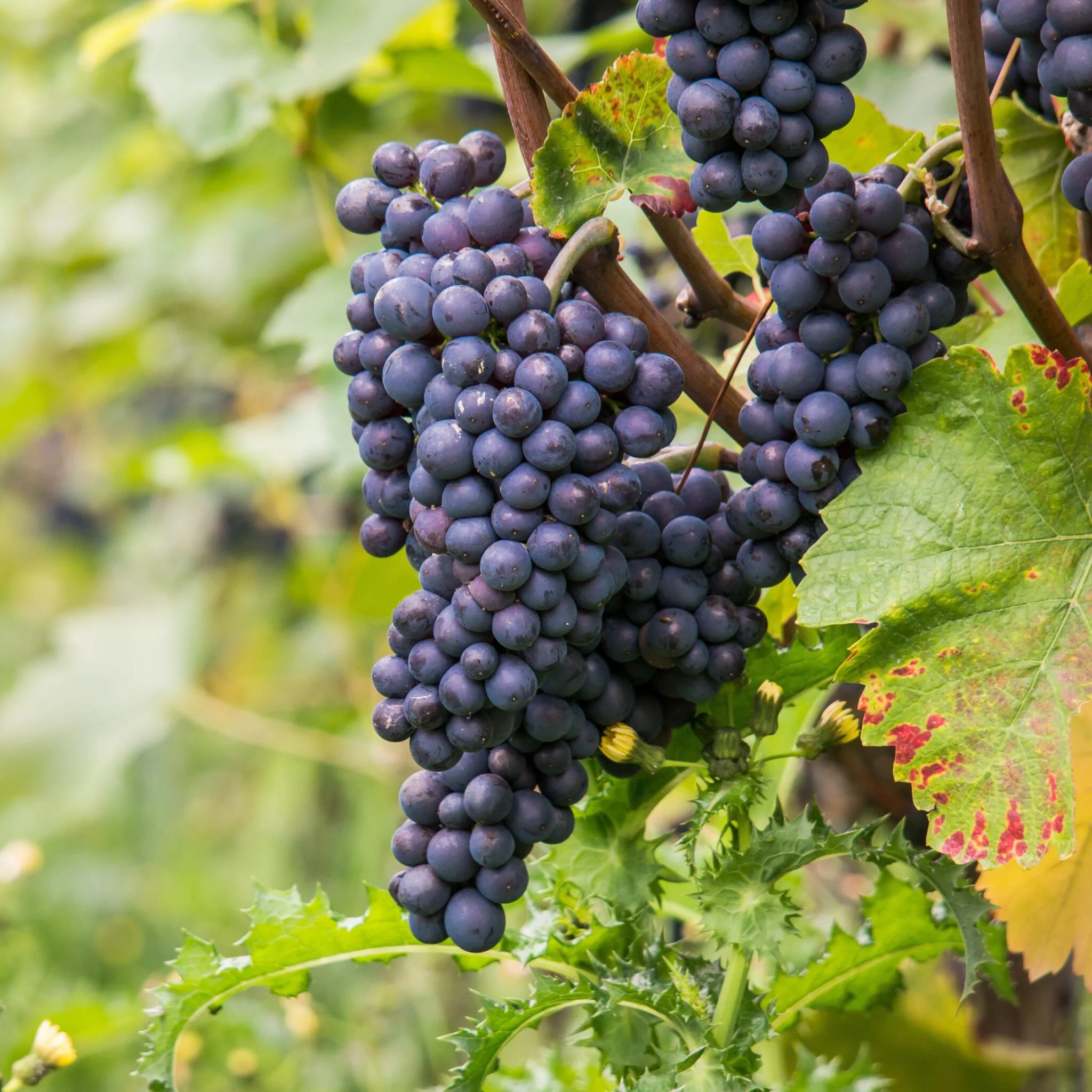 Planta De Uva - Vitis Vinifera ‘nero’ - Altura 60-75cm - ⌀21cm - Imagen 4