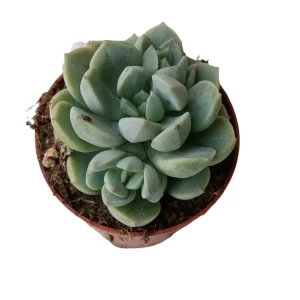 Planta Jade Rose Suculenta Mini Ø5 Cm