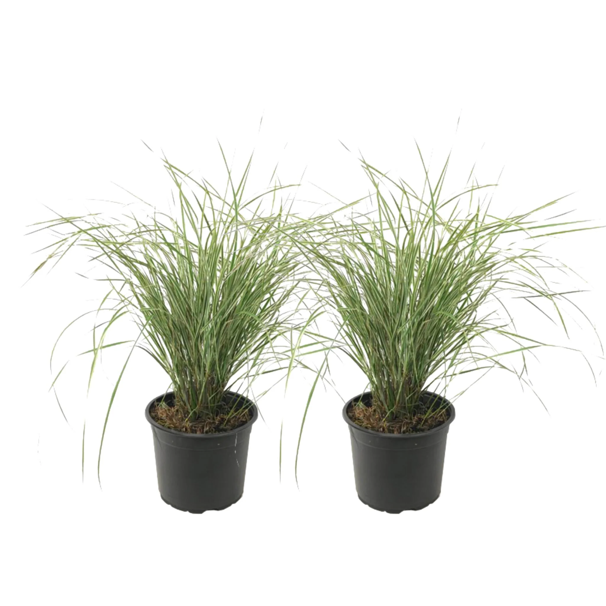 Plantas De Hierba De Caña - 2 Pzs - Calamagrostis 'overdam' - A20-30cm - ⌀23cm