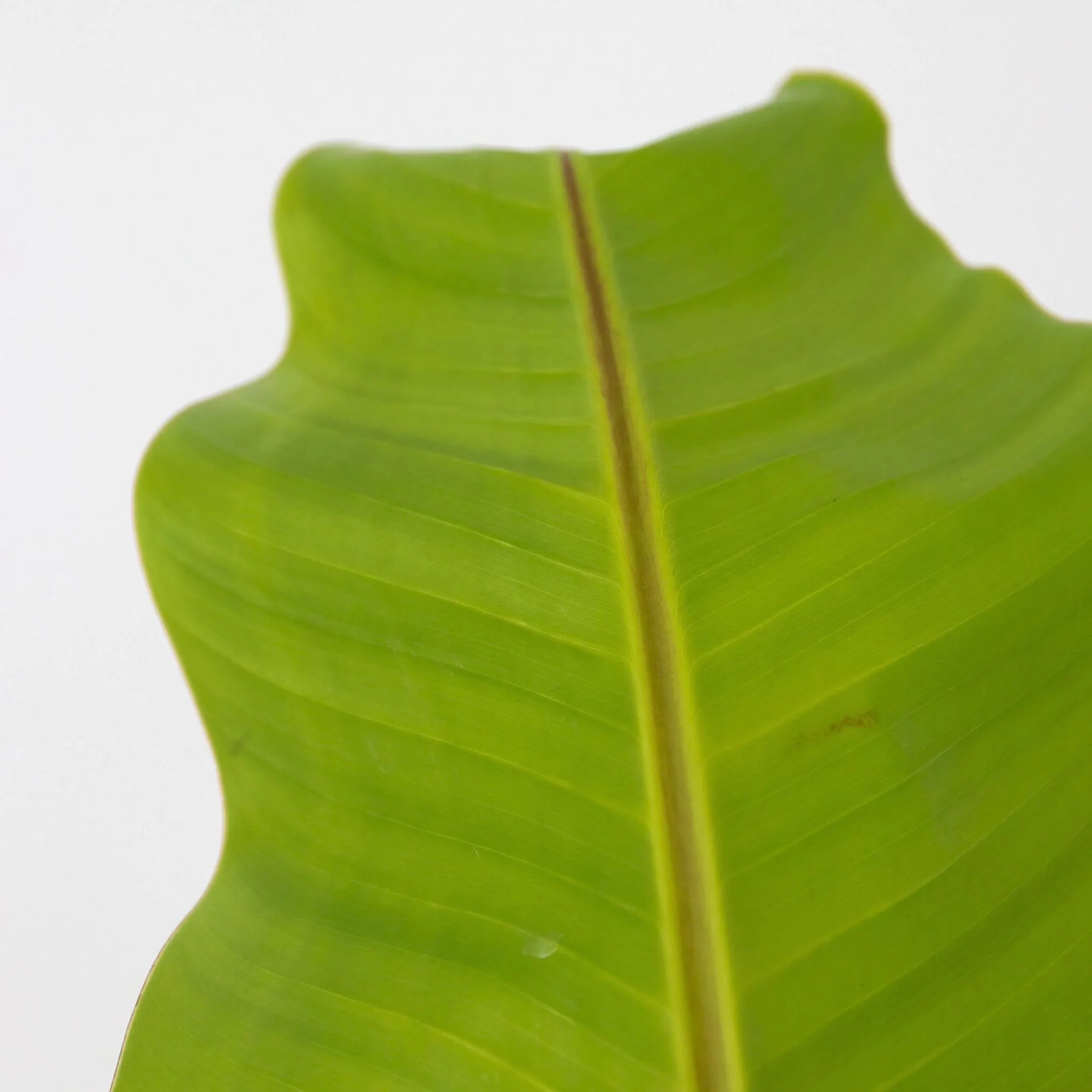 Platanera - Musa Basjoo - Altura 55-70cm - ⌀21cm - Imagen 4