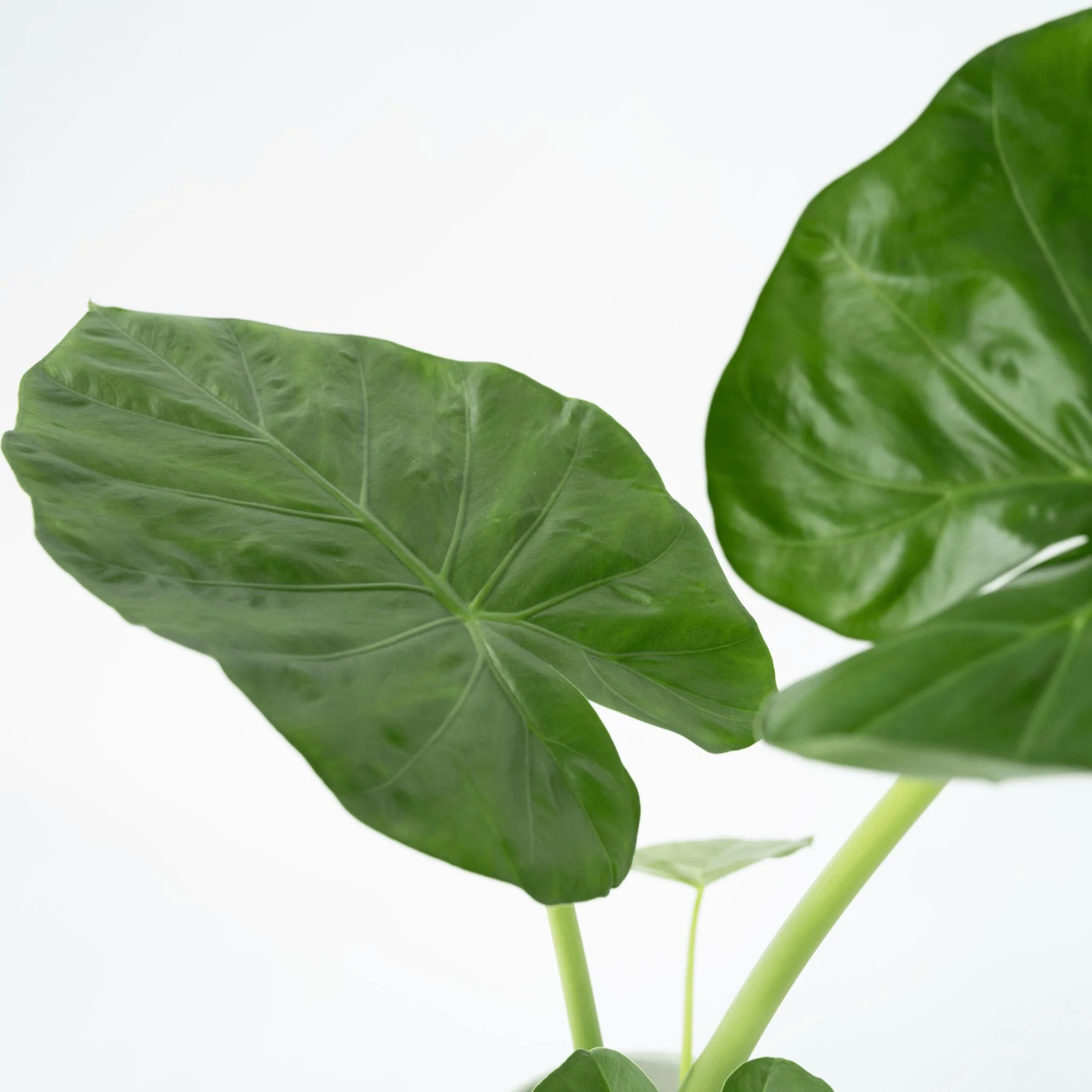 Taro Gigante - Alocasia 'macrorrhizos' - Altura 60-70cm - ⌀17cm - Imagen 3