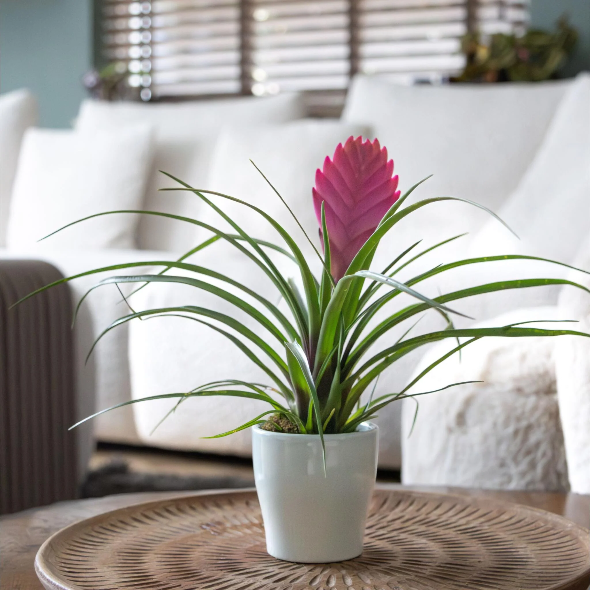 Tillandsia Cyanea ‘pastel’ – Set De 3 Con Maceta – Altura 20–30cm – Ø7cm - Imagen 5