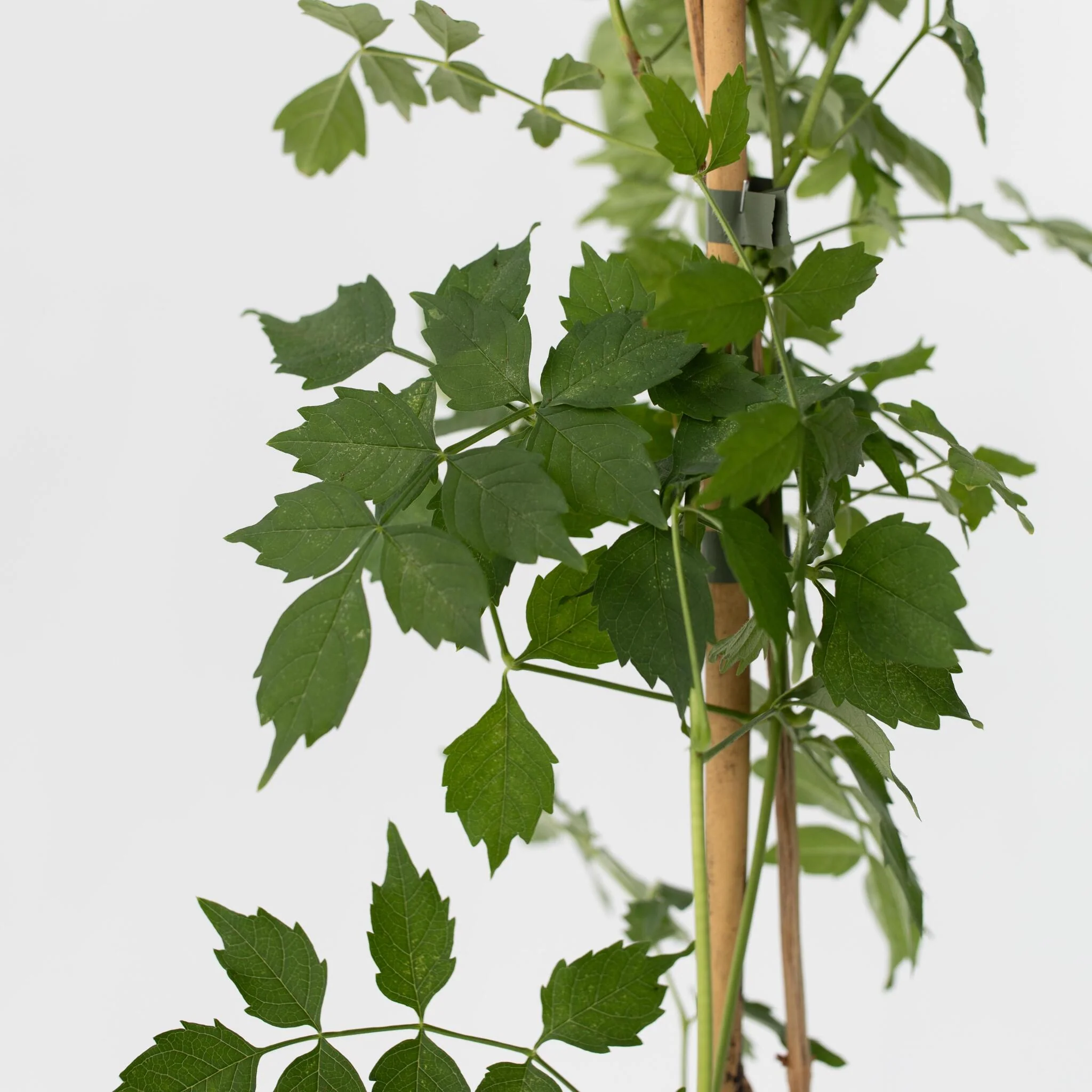 Trompeta Dorada - Campis Radicans 'flava' - Altura 110-120cm - ⌀17cm - Imagen 4