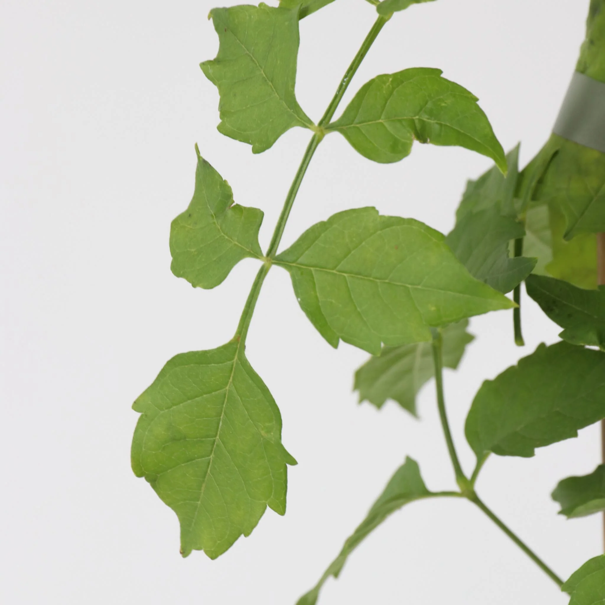 Trompeta Dorada - Campsis Radicans - Altura 110-120cm - ⌀17cm - Imagen 3