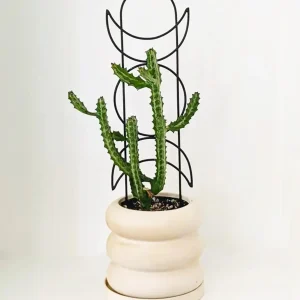 Tutor Metálico Fase Lunar