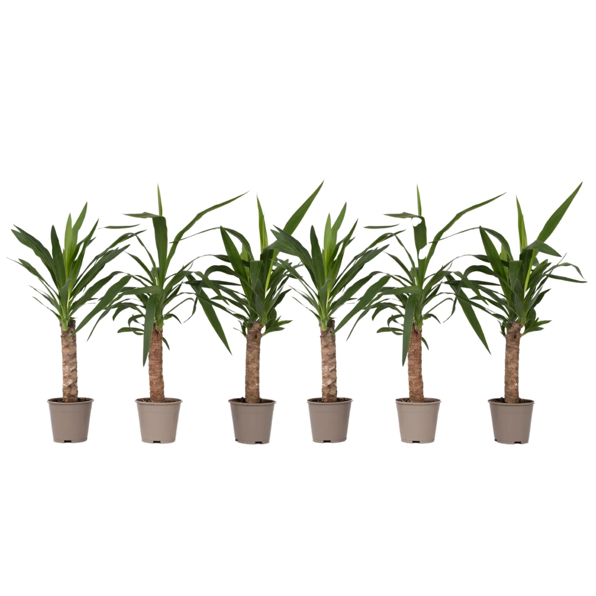 Yuca Pie De Elefante - 6 Pzs - Yucca Elephantipes - Altura 50-60cm - ⌀14cm