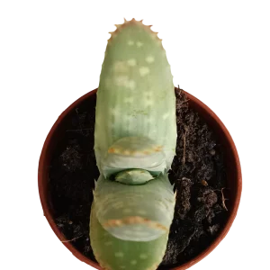 Aloe Marlothii Planta Suculenta Joven Ø5