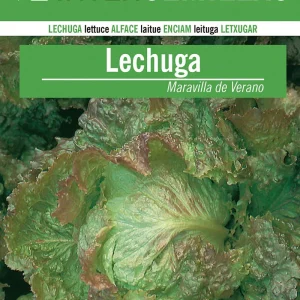 Sobre De Semillas De Lechuga Maravilla De Verano