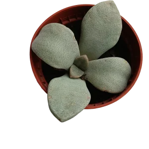 Aloinopsis Rubrolineata Planta Suculenta Ø5