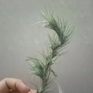Tillandsia Funckiana Clavel Del Aire Colgante