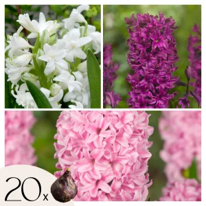 Jacinto - 20 Pzs - Hyacinthus - Bulbos De Flores