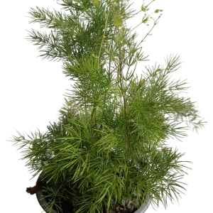 Aspargarus Umbellatus Planta Todoterreno Ø12-25 Cm