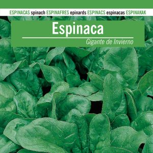 Sobre De Semillas Espinaca Gigante De Invierno