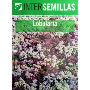 Sobre De Semillas Flores Lobularia