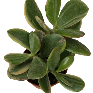 Crassula Ovata Striata Planta Suculenta De La Suerte Ø5
