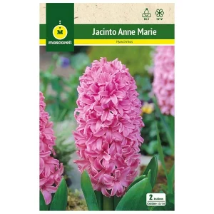 Bulbo Jacinto Anne Marie Rosa