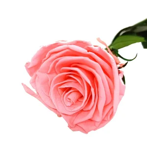 Mundo Eterno Rosa Preservada Rosa 35cm