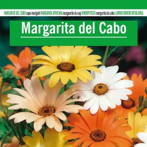 Sobre De Semillas De Margarita Del Cabo