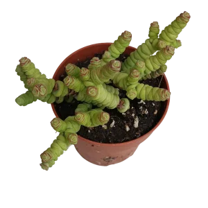 Crassula Marnieriana Planta Suculenta 8 Cms