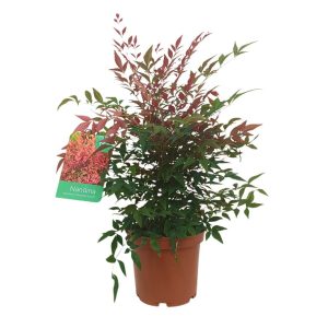 Nandina Domestica M25 70-90cm (bambú Sagrado)