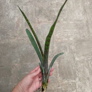 Bromelia Sp4 Plantas Para Terrarios Y Jardin