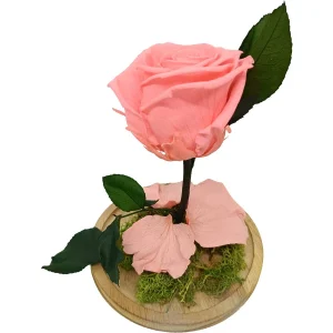 Mundo Eterno Rosa En Cúpula Rosa 12x20cm