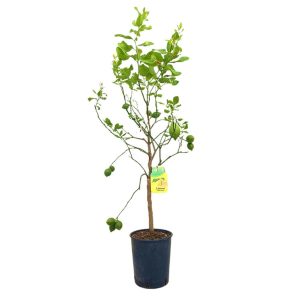 Limonero Dulce Tb20 120-150cm