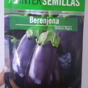 Sobre De Semillas De Berenjana Belleza Negra Redonda