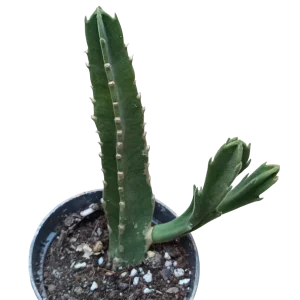 Stapelia Gigantea Planta Suculenta Ø8