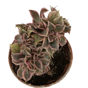 Aeonium Crestata Variegata Planta Suculenta 5 Cm