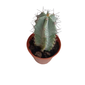 Stenocereus Pruinosus Cactus Planta 5 Cms