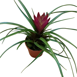 Tillandsia Cyanea Mini Flor Fucsia Planta Bromelia Ø5 Cm