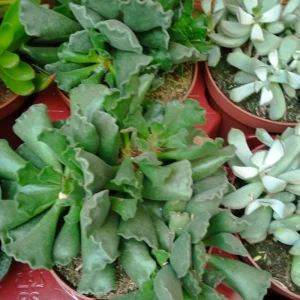 Adromischus Cristatus Grande Ø13 Planta Suculenta