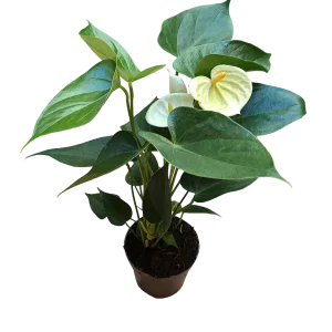 Anthurium Flor Blanca Planta De Interior Ø9 Cm