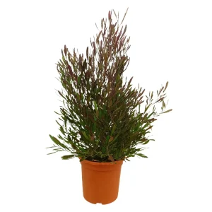 Dodonea Viscosa Purpurea M24 100cm