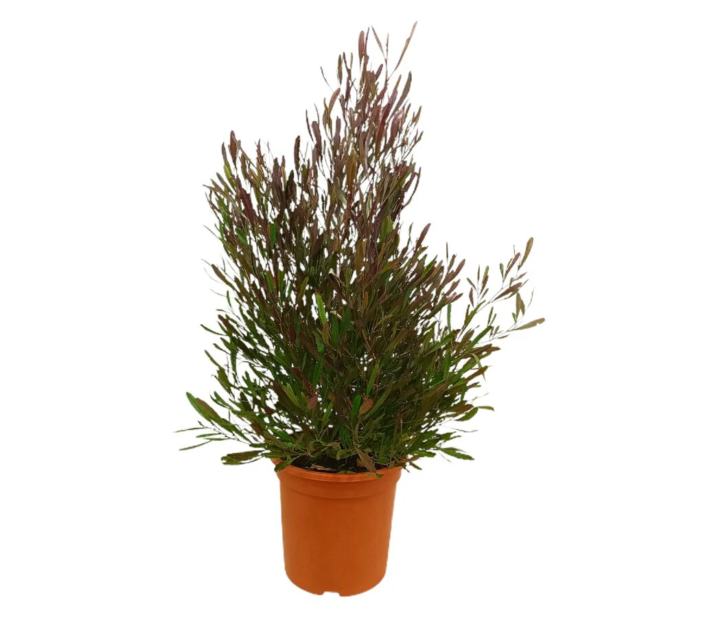 Dodonea Viscosa Purpurea M24 100cm