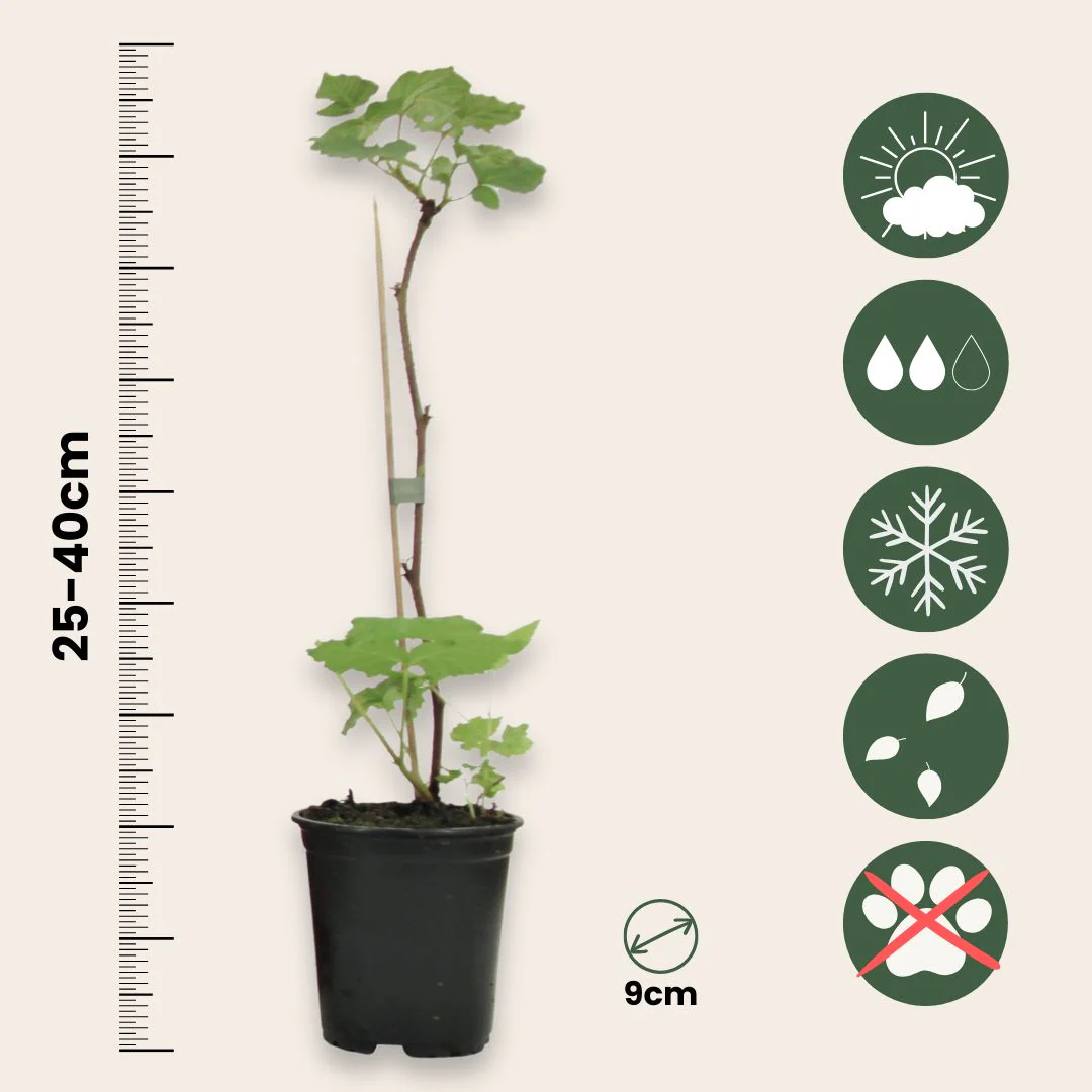 Planta De Frambuesa - 3 Pzs - Rubus Ideaus 'autumn Bliss' - A25-40cm - ⌀9cm - Imagen 3
