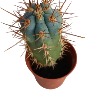 Browningia Hertlingiana Cactus Azul Planta Ø5