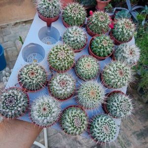 Cactus Nieve Copo Planta Ø5 Cms