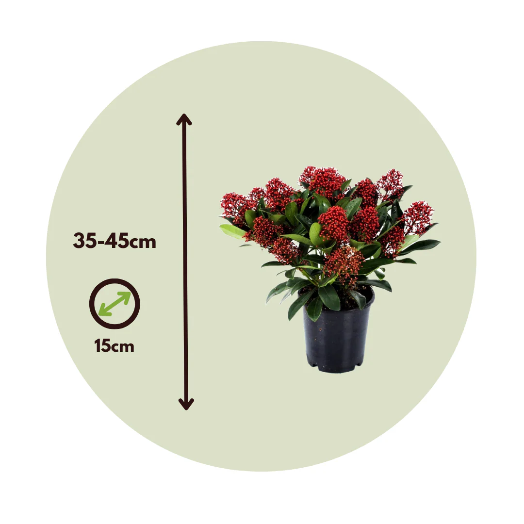 Esquimia - 4 Pzs - Skimmia Japonica 'rubella' - Altura 35-45cm - ⌀15cm - Imagen 3
