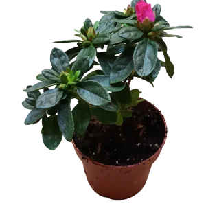 Planta Azalea De Flor Fucsia Ideal Para Jardines Y Para Bonsai