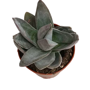 Crassula Garnet Lotus Planta Suculenta Ø8